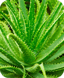 Balmorex Pro Ingredients